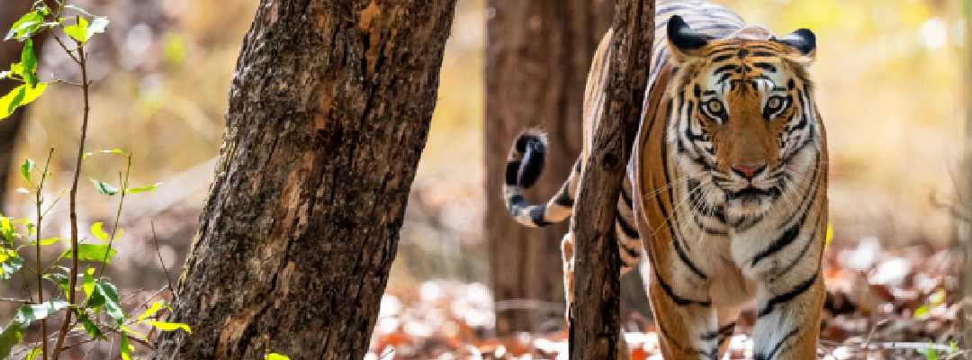 Exploring the Wilderness of Central India: A Wildlife Tour through Pristine Sanctuaries