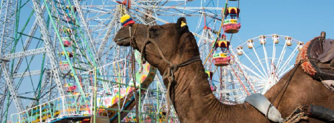 Exploring the Vibrant Pushkar Camel Fair in Rajasthan