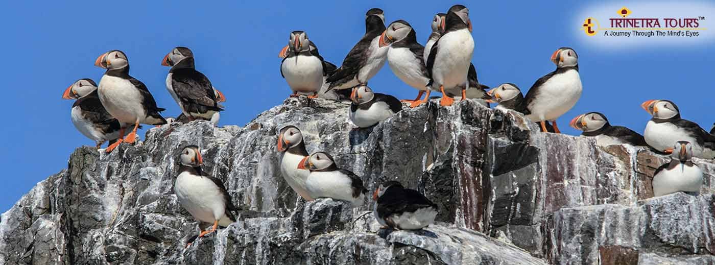 14 Alluring Arctic Birds you must see once in your life