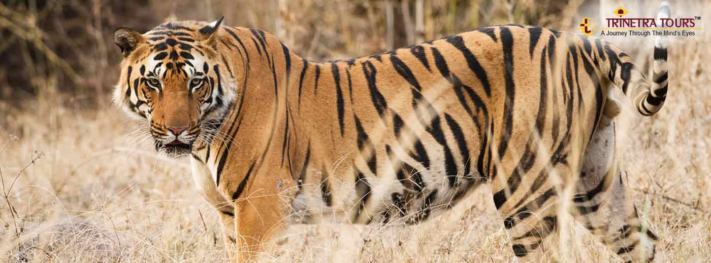 Wildlife opportunities around the Golden Triangle