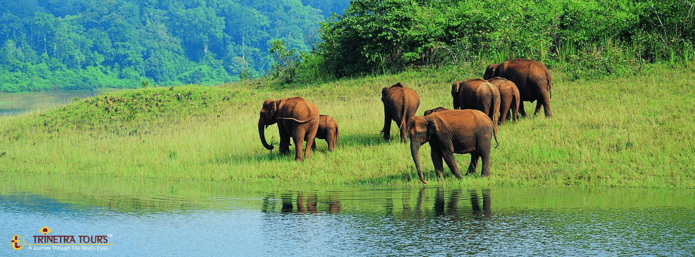 Are You Ready For The Adventures of Indian Wildlife Panorama?