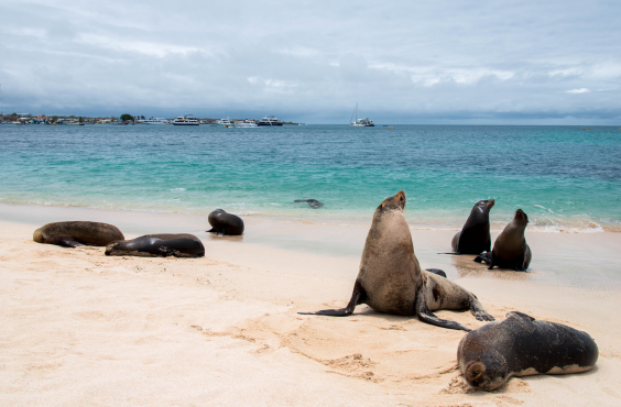Galapagos and South America