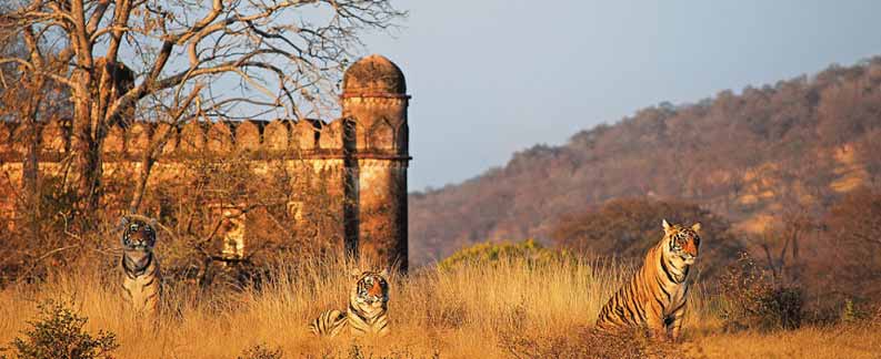 Jaipur Ranthambore Holiday tours Pacakges