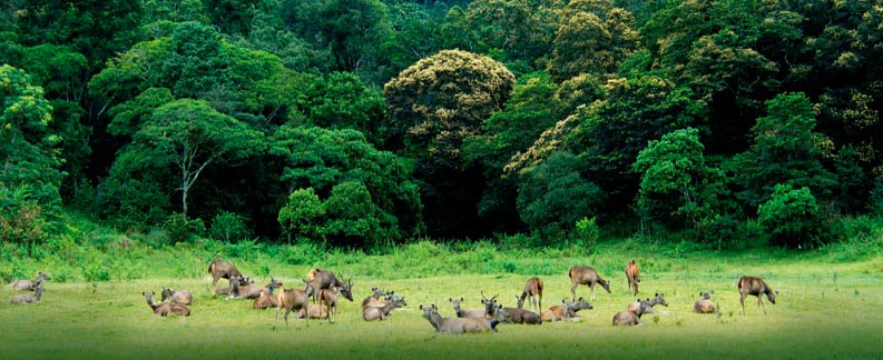 Periyar forest and village visit-Kerala Explorer Tour