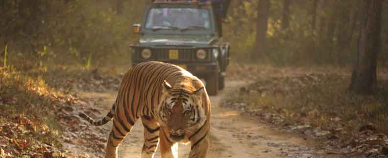 Kanha Tiger Reserve-Panorama Wildlife Tours packages