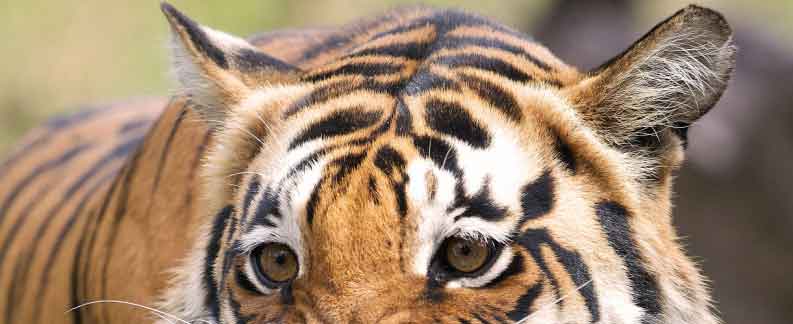 Kanha National Park Tour-Panorama wildlife Tour Packages