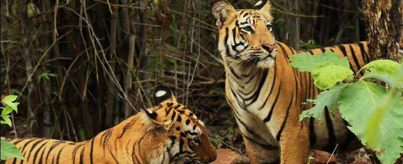 Tadoba for Wilds Tour India
