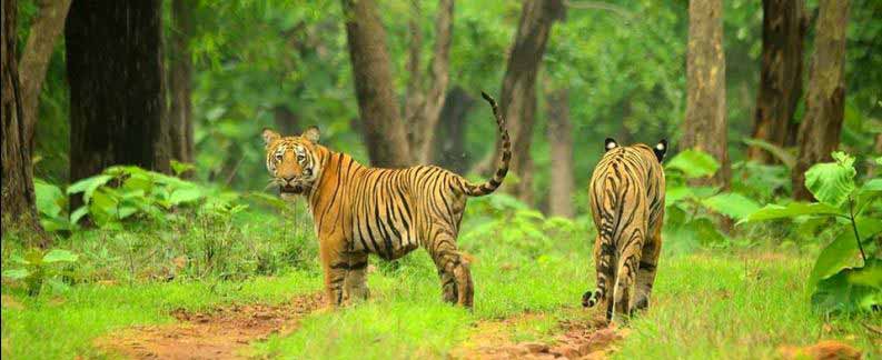 Tadoba for Wilds Tour