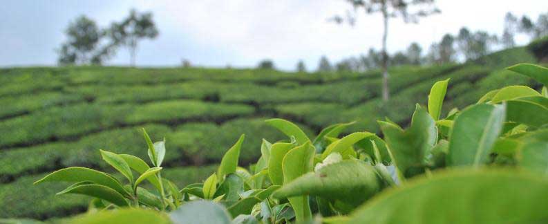 Dewalokam to Munnar-South India Tours Packages