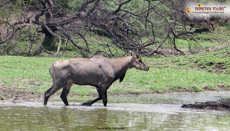 nilgai-sariska