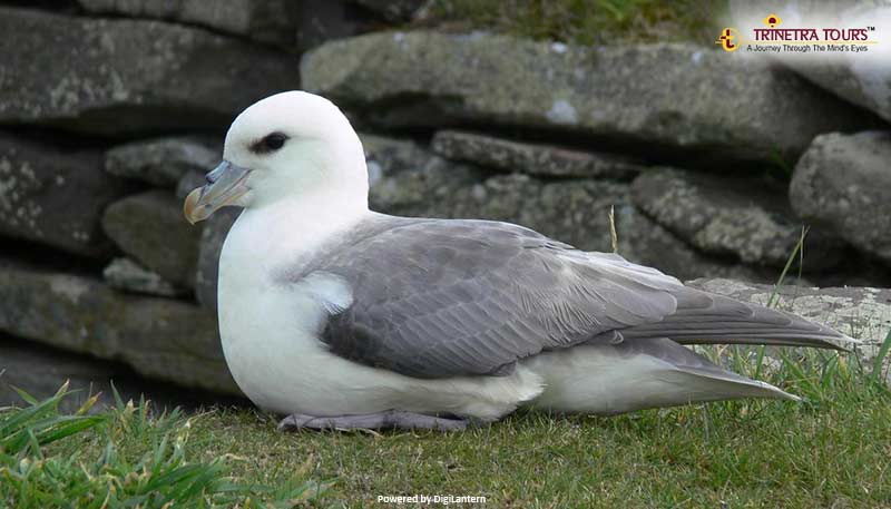 Fulmar