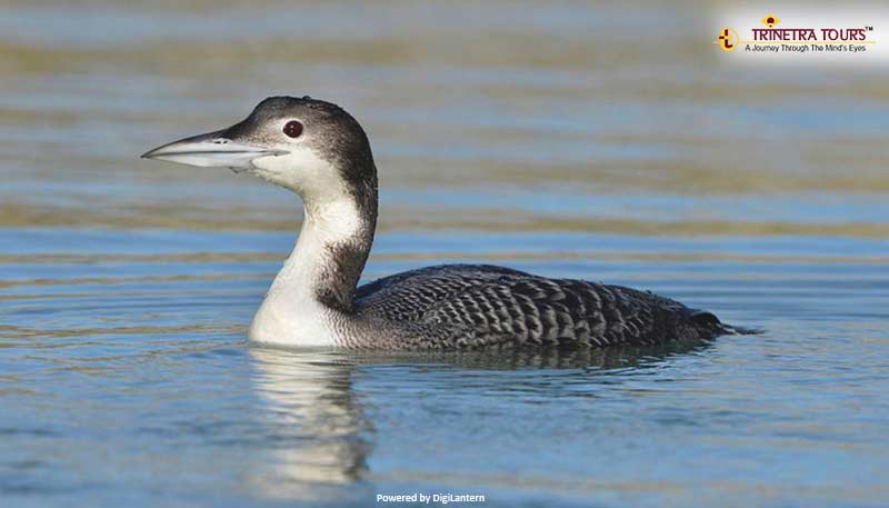 Great-Northern-Diver