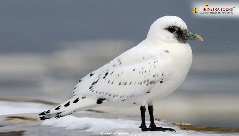 Ivory-Gull