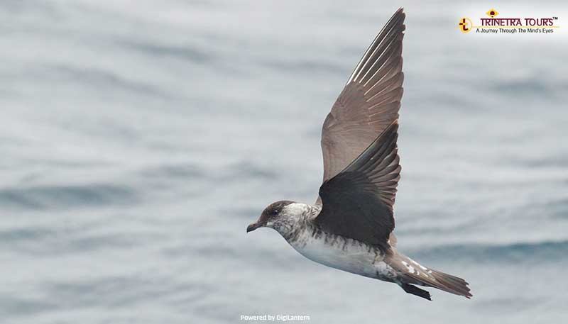 Long-tailed-Skua