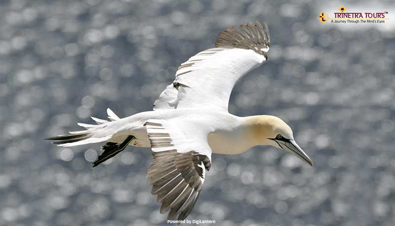 Northern-Gannet