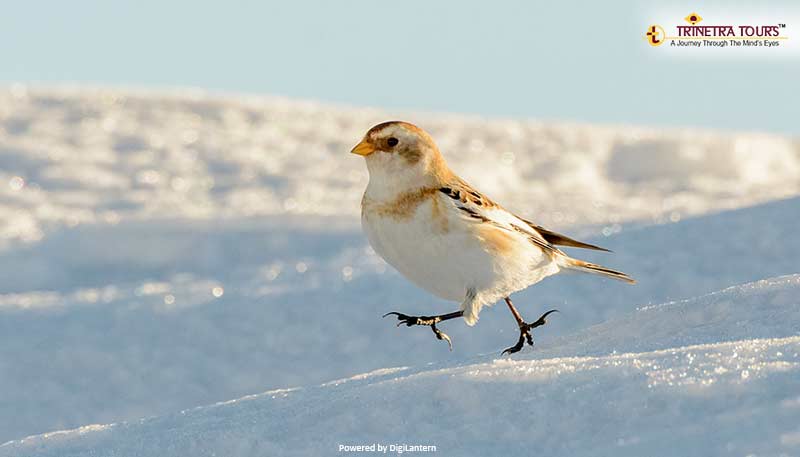 Snow-Bunting