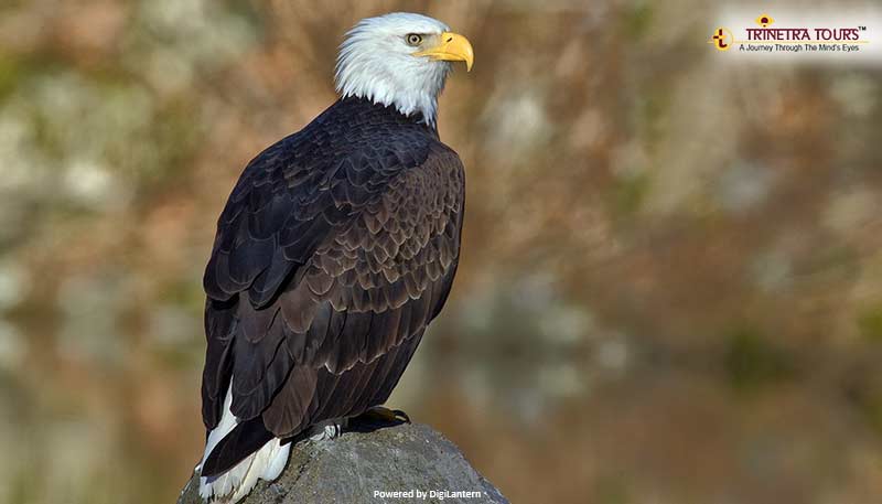 White-Tailed-Eagle