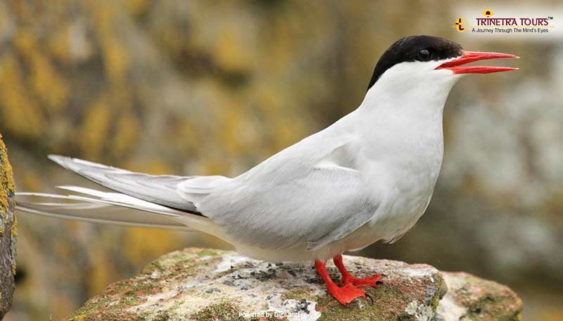 arctic-tern